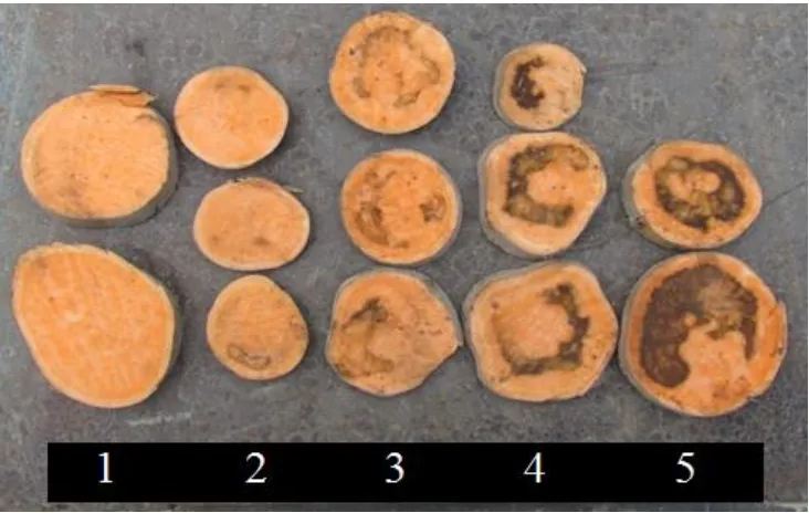 Figure 1.1. Sweetpotato internal necrosis (IN) scale used to rate internal necrosis in storage 