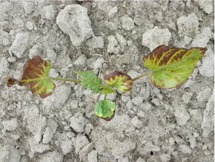 Figure 2.2. Linuron POST injury, necrosis along leaf margins, to sweetpotato at 1120 g ai ha-