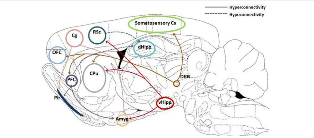 FIGURE 1 | Summary of resting state functional connectivity changes reported in animal models of depression