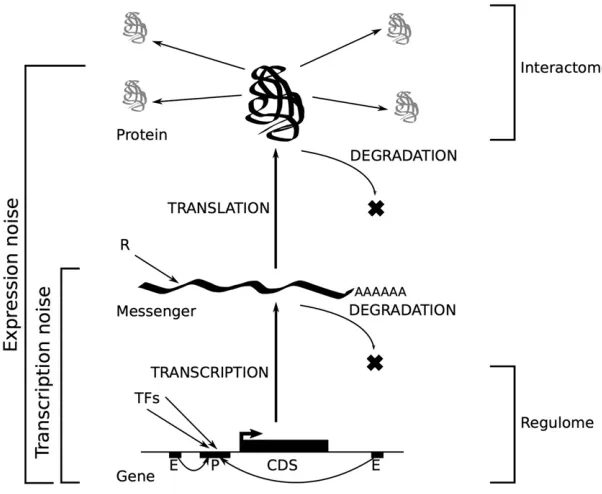 Figure 1 A systemic view of gene expression. CDS, codingsequence; TFs, transcription factors.