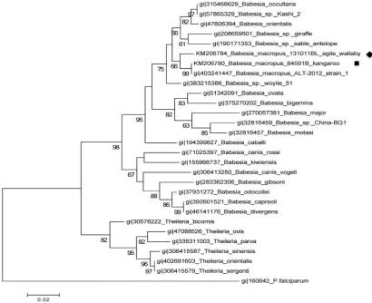 Fig. 4. Phylogenetic tree of 18S ribosomal RNA (18S rRNA) gene sequences of eastern grey kangaroo and agile wallaby Babesia and other piroplasms that are in the GenBank