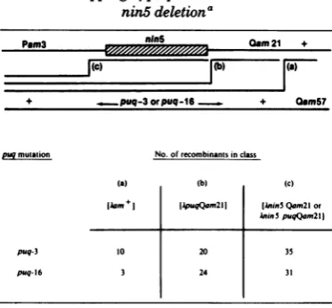 TABLE 3. Mapping ofpuq mutations relative to thenin5 deletiona