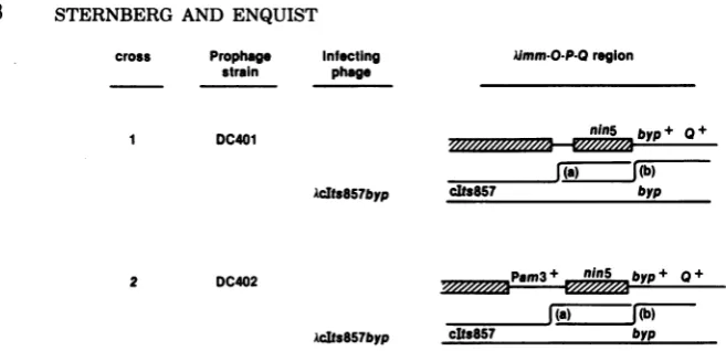 FIG. 4.nin542°C.treatment Recombinant phages with the byp+ allele were selected as turbid plaque formers on strain 594 at The EDTA sensitivity of the phage contained in these plaques was tested under conditions in which phage are completely resistant and nin+ phage are inactivated to a level of 10-2 survival (EDTA for 10 min at 32°C).