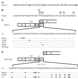 FIG 1 Schematic representation of potential p6 phosphorylation sites and p6 sequences of mutated viruses used in this study