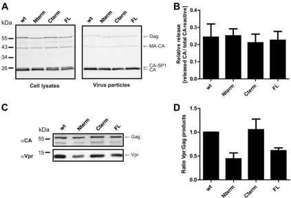 FIG 4 Effect of multiple mutations in p6 on Gag processing, viral release, and Vpr incorporation into viral particles