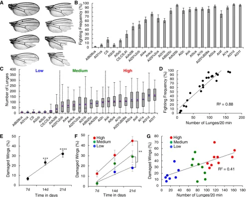 Figure 1 Wing damage correlates with aggression. (A) Example wings from group-housed aggressive males