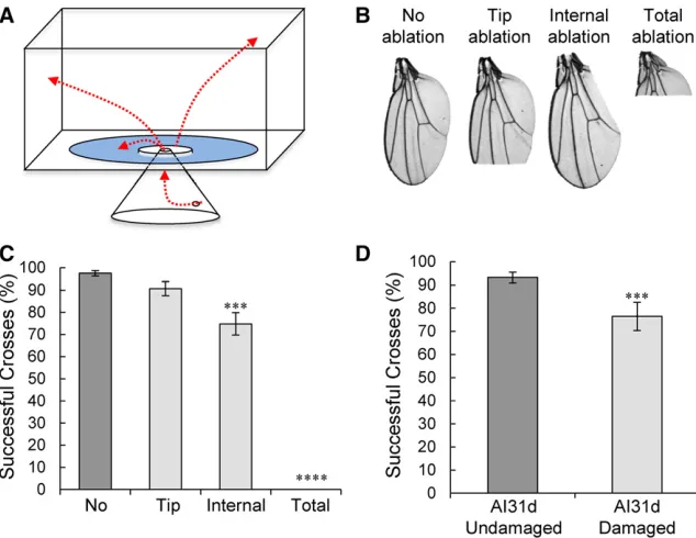 Figure 2 Wing damage impairs ﬂight ability. (A) Sche-