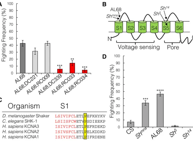 Figure 5 ShFile S1and spontaneous hopping. (A) Genomic duplica-tions covering(D) Fighting frequency of other mutations inShakertheAL68 and Shmns increase aggression Hk and Shaker were crossed intothe AL68 background and assessed for aggressionand hopping