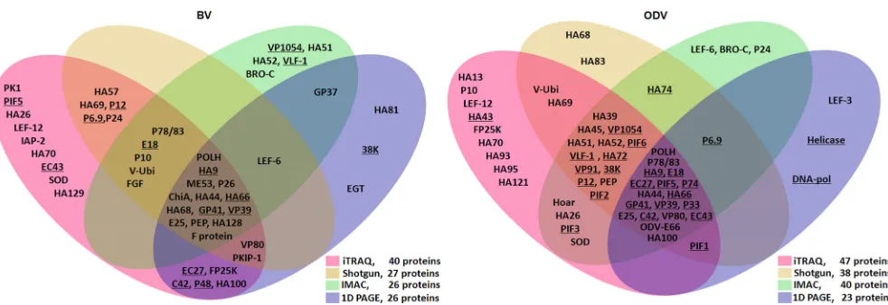 FIG 1 Summary of protein composition results for HearNPV BV (left) and ODV (right) compiled from multiple proteomic approaches