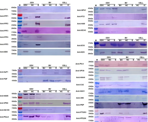 FIG 3 Western blot analyses of protein localization in the nucleocapsid and envelope fractions of HearNPV BV and ODV