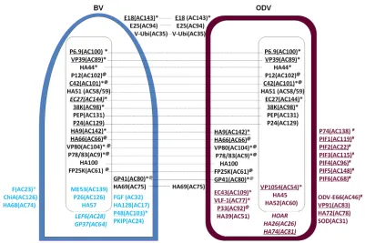 FIG 4 Comparative schematics showing protein compositions and localizations of HearNPV BV and ODV based on experimental results