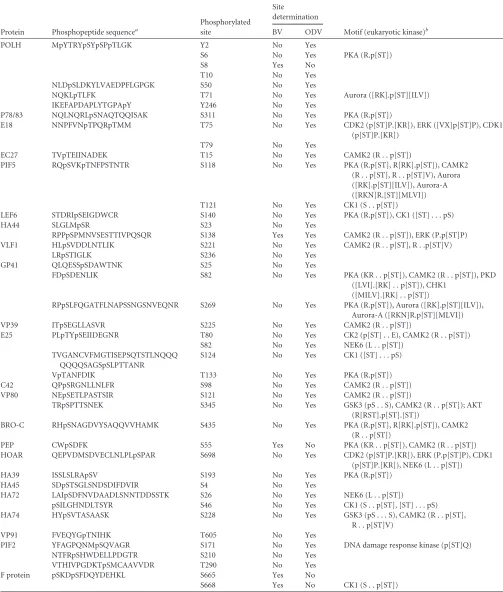 TABLE 2 Summary of protein phosphorylation in HearNPV BV and ODV identiﬁed by IMAC