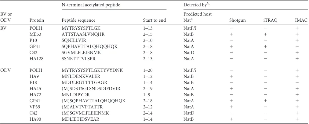 TABLE 3 Summary of N-terminal acetylation detected in HearNPV BV and ODV by multiple proteomic methods