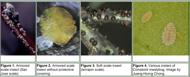 Figure 1. Armored  scale insect (San  Jose scale).