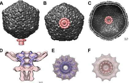 FIG 3 The 20-Å-resolution reconstruction of the TP901-1 connector. (A to C) The connector occupies a unique capsid vertex
