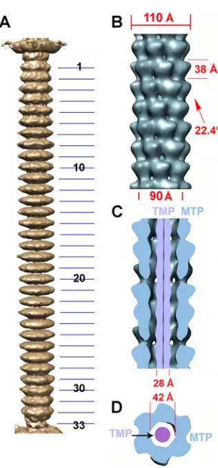 FIG 5 The 20-Å-resolution reconstruction of the TP901-1 distal tail region (the baseplate)