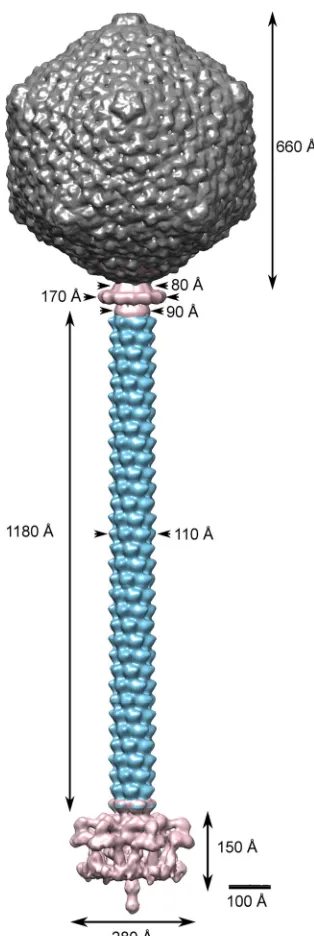 FIG 6 Assembled complete structure of the TP901-1 phage. The completephage was assembled by ﬁtting the individually reﬁned reconstructions intothe map obtained for the full phage.