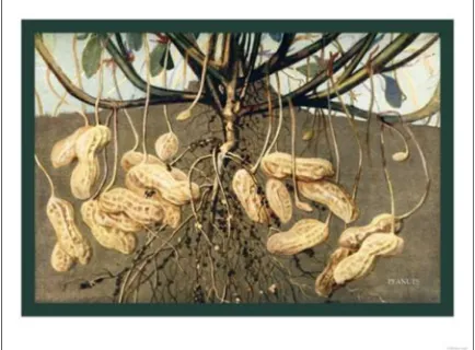 Figure 3. Display of peanut fruit production below the surface (Lavender 2015)  