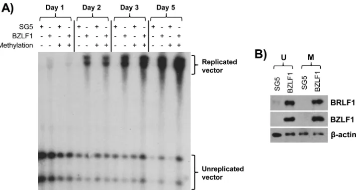 FIG 8 DNA methylation in cis does not alter the efﬁciency of lytic replication. Lytic replication of an oriLyt-containing plasmid, p588, was assayed as previouslydescribed (57)