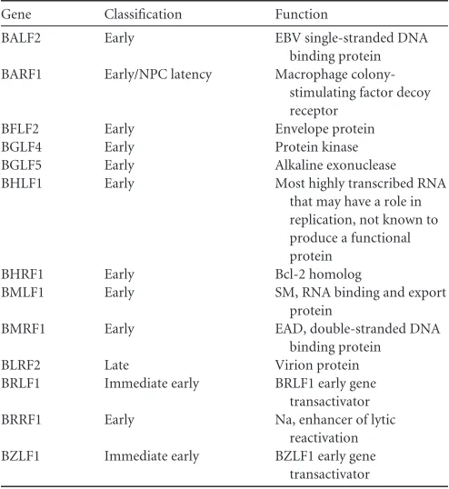 TABLE 1 Function and expression kinetics of selected EBV lytic genes