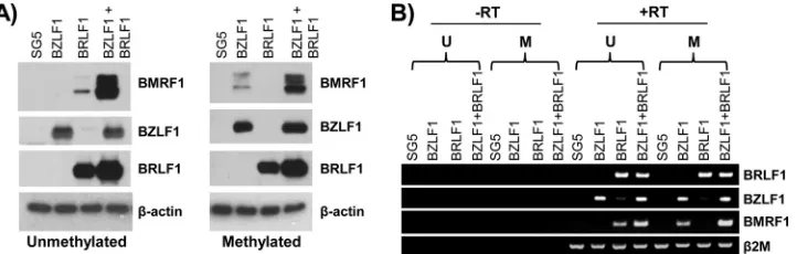 FIG 3 EBV genome methylation enhances BZLF1-mediated expression of lytic genes yet decreases BRLF1-induced lytic gene expression