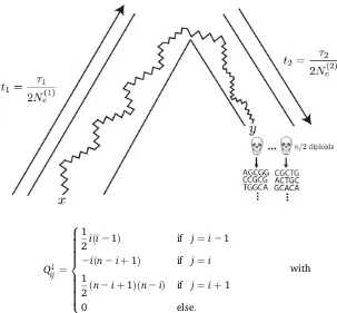 Figure 1 The generative model. Alleles are found atwarddiploid samples are taken and sequenced to possibly lowcoverage, with errors