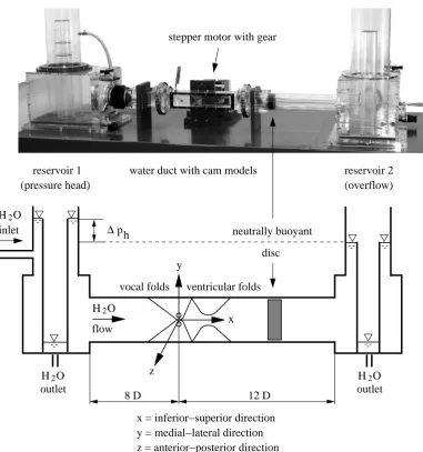 Figure 4: View and schematic of the ﬂow facility with the axis orientation and equivalentidealized anatomical terms, Zheng et al