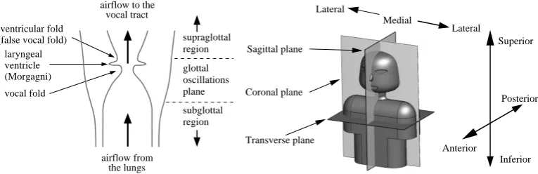 Figure 1: Sectional view of the human larynx (left) and deﬁnition of physiological dataplanes by Mittal et al
