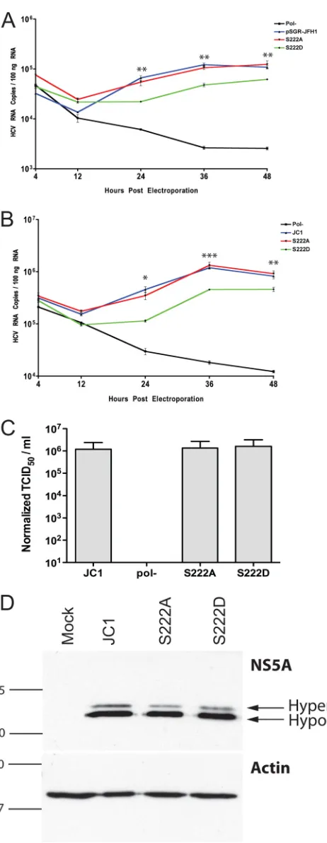 FIG 2 Replication analysis of phosphomimetic mutations of serine 222. (A)Replication of serine 222 mutants in the context of the pSGR-JFH1 sub-genomic replicon