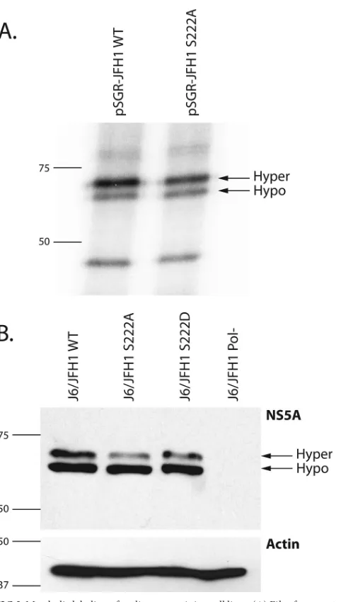 FIG 3 Metabolic labeling of replicon containing cell lines. (A) Film from 10%SDS-PAGE separation of 32Pi-labeled Huh-7.5 cell lysates from cells harboringwild-type pSGR-JFH1 (pSGR-FJH1 WT) or the pSGR-JFH1 replicon harbor-ing the serine 222-to-alanine muta