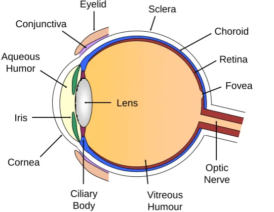 Figure 2.1 A cross-section of the human eye  