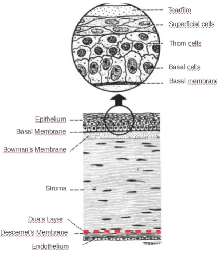Figure 2.2 A cross section of the human cornea 