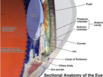 Figure 2.3 A longitudinal section of the anterior part of  the eye 