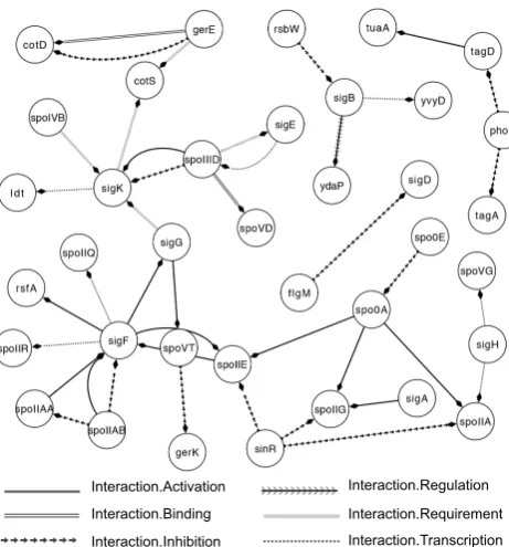 Figure 7: The predicted gene regulation networkby our system at the BioNLP 2013 GRN SharedTask.