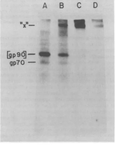FIG. 2.Virions, Cross-lin for whichkingofAKRMuLVglycoproten3s.