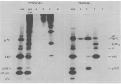 FIG. 3.linkedstaphylococcuswithouttovirtue(B) purified Immunoprecipitation ofDSP cross-linked components