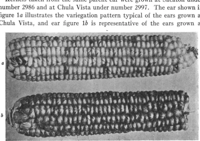 figure number 2986 and at Chula Vista under number 2997. The ear shown in l a  illustrates the variegation pattern typical of the ears grown at Chula Vista, and  ear figure l b  is  representative of the ears grown at 