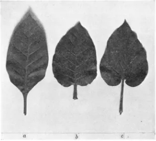 FIGURE 6.-a, leaf of Tabacum var. w o p h y l l a ;  b, leaf of Tabacum var. rnocrophylla Xgtutinosa; c, leaf of gtdinosa