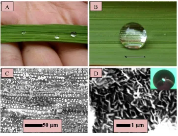 Figure 2-3: Anisotropic surface features of rice leaf (A, B). Water droplets floating on rice leaf