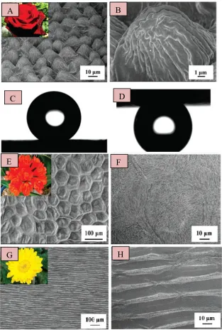 Figure 2-4: Examples of Petal Effect: (A, B) SEM images of rose petal surface, showing 