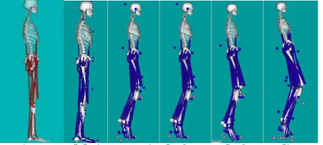 Fig. 4 Models in open sim before and after scaling From left to right, Unscaled model, scaled models for Normal , C1,C2, C3 and C4 