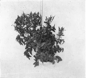 FIGURE S.-Triplo-H non-hybrid. 