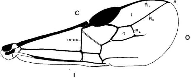 FIGURE 1-Right RI, First primary wing. C. Costal margin. 0. Outer margin. I. Inner margin