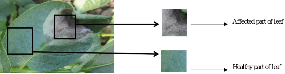Fig 3 : Flow chart of Early Detection of Late Blight Disease in Potato 