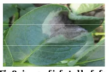 Fig 10: Healthy part of leaf and Gray sub image of size 16x16   