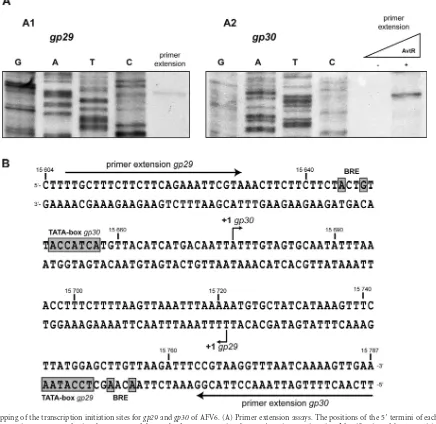 FIG 4 Mapping of the transcription initiation sites forgp29and the TATA boxes for both genes,present in thegenerated transcript were mapped using the sequence of the 289-bp fragment covering the gp29 and gp30 of AFV6