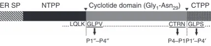 Figure 1 | Schematic representation of the Oak1indicated. P1the C-terminal processing site