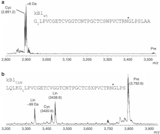 Figure 3 | Enzymatic processing products of linear kB1 precursors. (in the presence of rof cyclic kB1