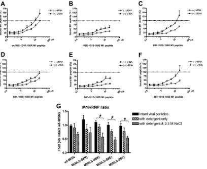 FIG 3 M1-NP peptide binding and M1-vRNP complex association. Biotinylated M1 peptides were 2-fold diluted and were added into NP peptide-precoatedplates with or without freshly puriﬁed vRNA