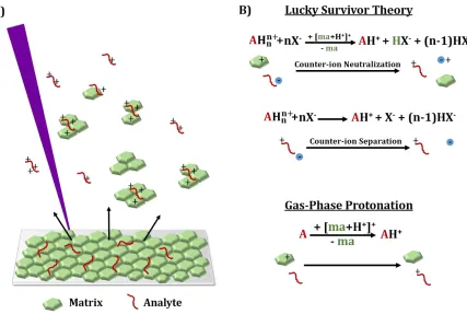 Figure 1.1. (A) Schematic of MALDI depicting the desorption of analytes and matrix upon laser irradiation, (B) Proposed ionization mechanisms in MALDI
